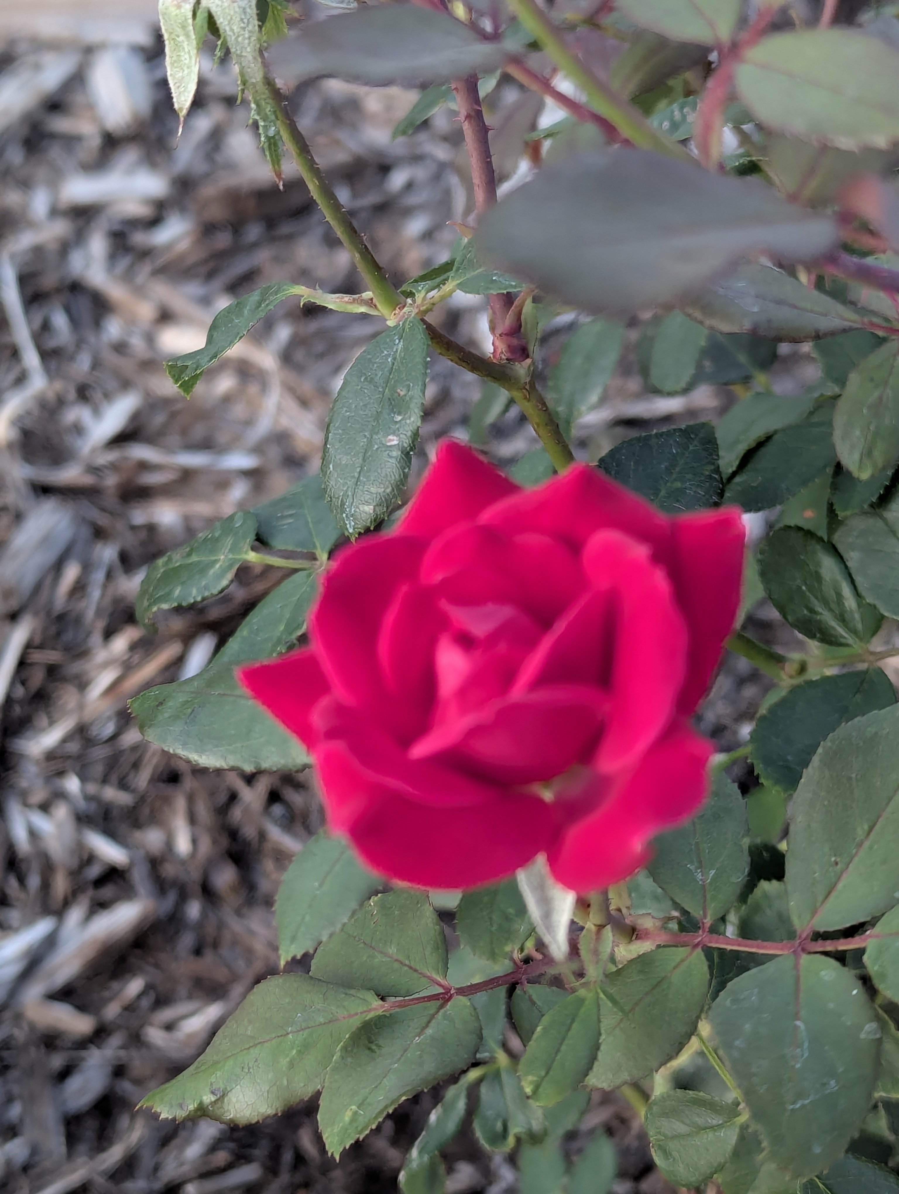 Garden, Morrison, Colorado